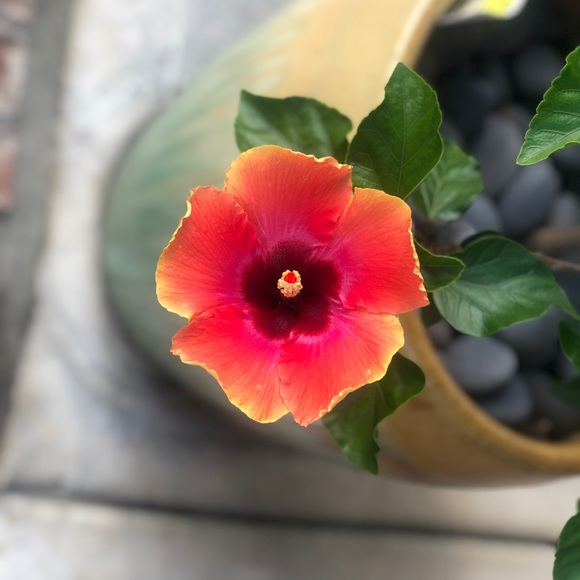 Meet your Posher, Joshua - Picture 1 of 1